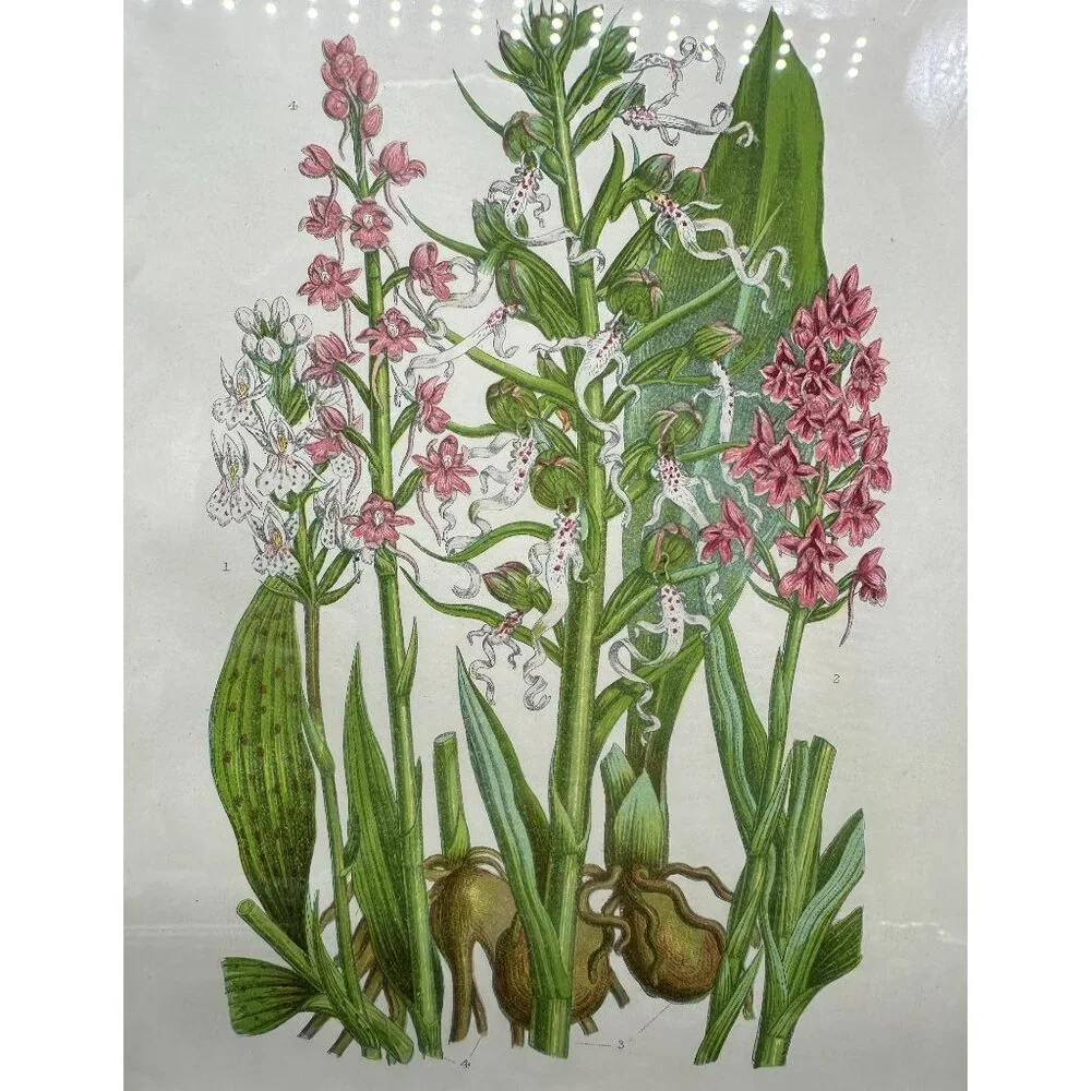 Vintage Botanical Art Print Pink Flower Wood Frame Anne Pratt 1855 Floral Matted - Picture 3 of 8